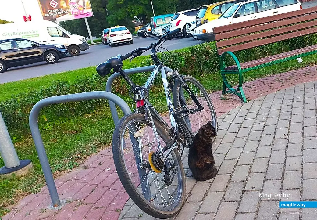 Август 2025 года, Могилев, Казимировка. Котик Ами. сторожит мой велосипед.