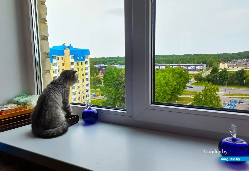 Август 2025 года, Могилев, Казимировка. Масик дома ждет вкусняшек.