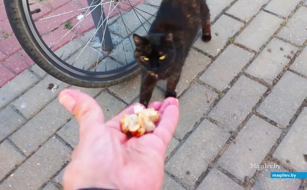 Август 2025 года, Могилев, Казимировка. Курочка для Ами.