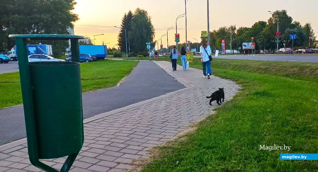 Август 2025 года, Могилев, Казимировка. Котик Ами просить умеет.