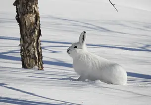 Как зимой отпугнуть зайца от плодовых деревьев? Предлагаем несколько способов