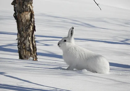 Как зимой отпугнуть зайца от плодовых деревьев? Предлагаем несколько способов