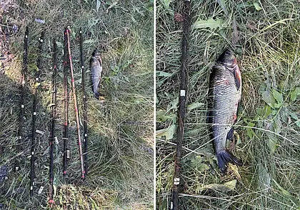 Один язь браконьеру из Кличевского района обошелся в 252 рубля