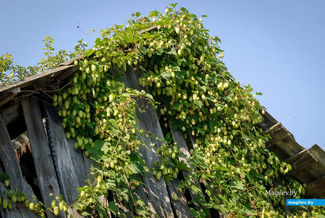 04.09.2025. 206, Набережная улица, Ленинский район, Бобруйск, Могилёвская область, 213817, Беларусь. Дальний форштадт. Улица Набережная
