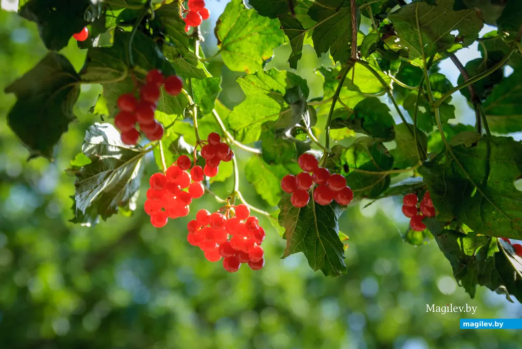 04.09.2025. 48, Набережная улица, Ленинский район, Бобруйск, Могилёвская область, 213817, Беларусь. Дальний форштадт. Улица Набережная