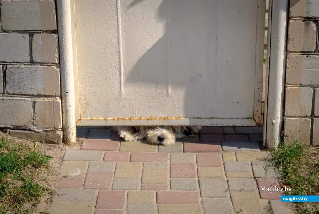 04.09.2025. 132, Набережная улица, Ленинский район, Бобруйск, Могилёвская область, 213817, Беларусь. Дальний форштадт. Улица Набережная