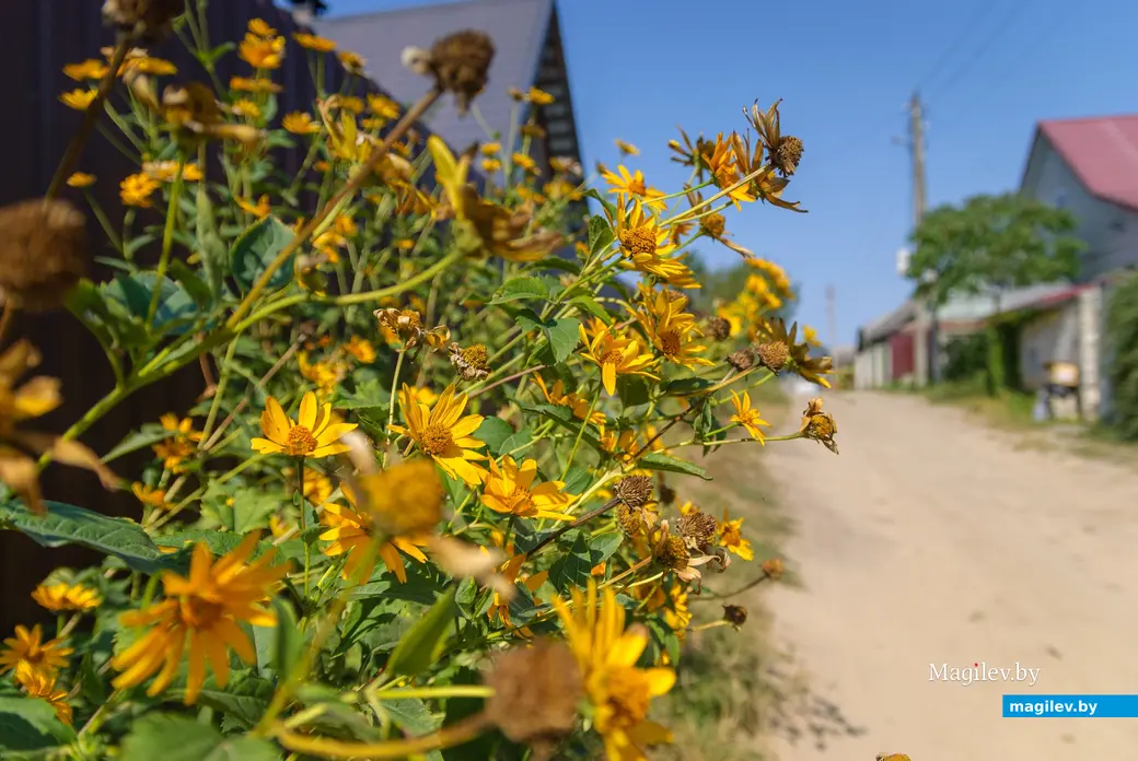 04.09.2025. 25, Набережная улица, Ленинский район, Бобруйск, Могилёвская область, 213817, Беларусь. Дальний форштадт. Улица Набережная
