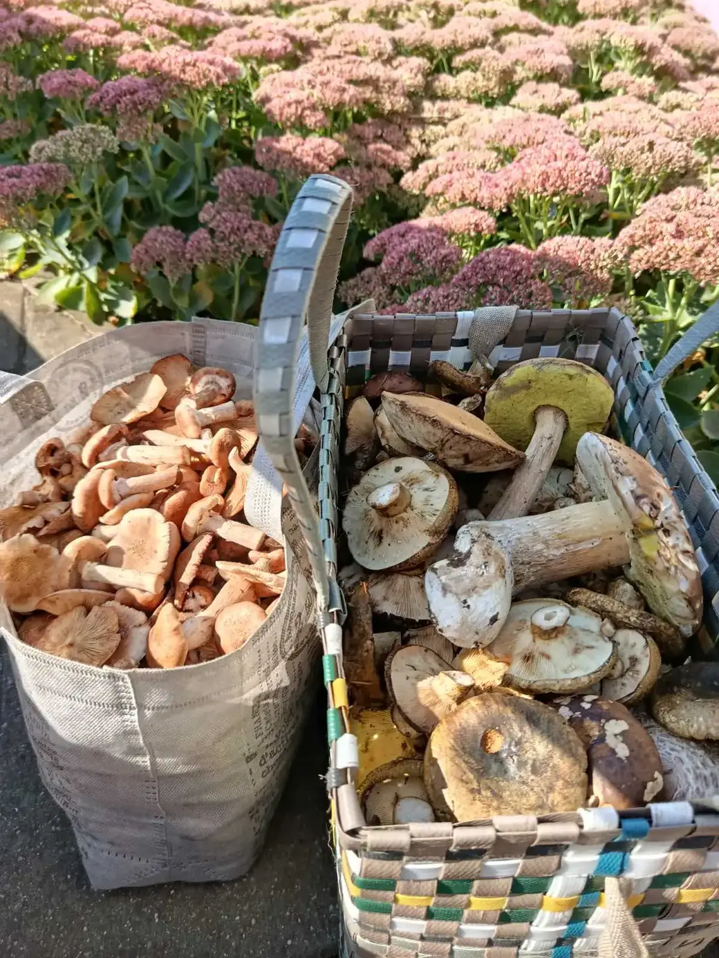 6.09.2025 г. Улов Антонины Соколовой.