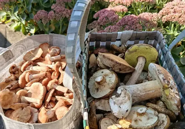 Грузди, опята есть, но только по низинкам. Грибной улов наших читателей