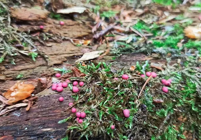 Новый для мировой науки вид миксомицетов обнаружен в Беловежской пуще