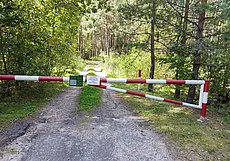 Грибникам придется потерпеть: запрет на посещение лесов введен в девяти районах области. В том числе в Могилевском