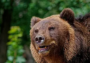 В Беларуси изменились правила розыгрышей разрешений для участия в охоте на медведя