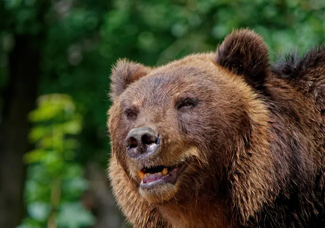 В Беларуси изменились правила розыгрышей разрешений для участия в охоте на медведя