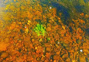 Кораллы по-могилевски? А почему бы и нет!