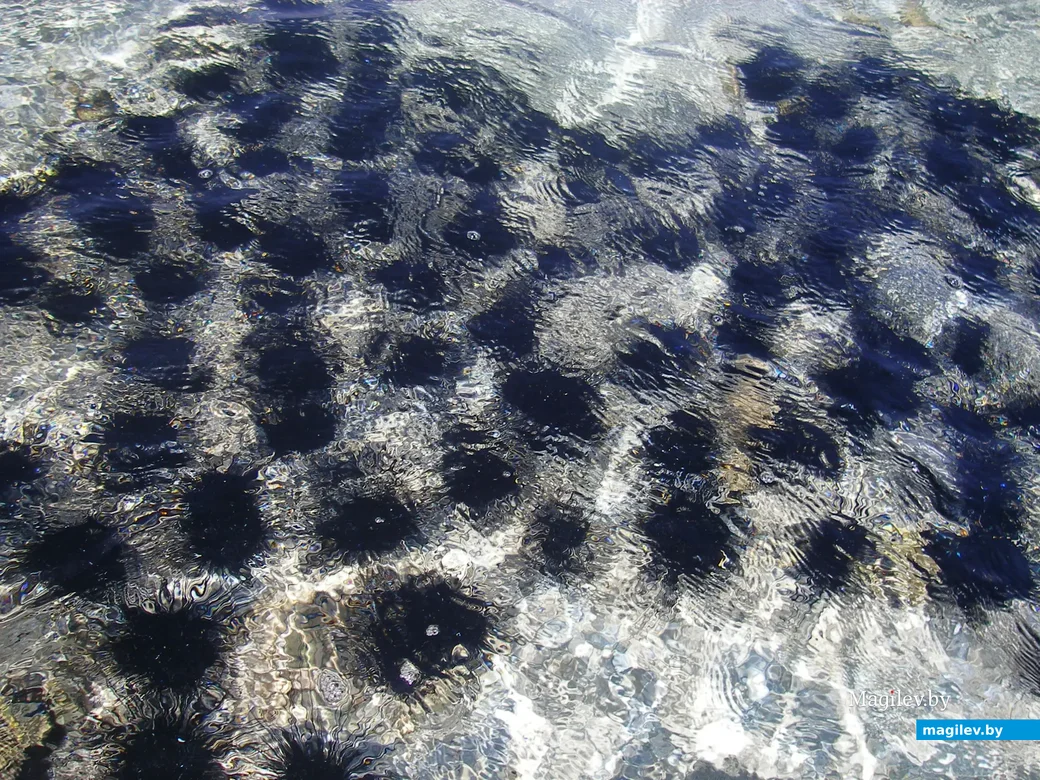 2012-й год, Египет, Дахаб, Красное море. Морские ежи.
