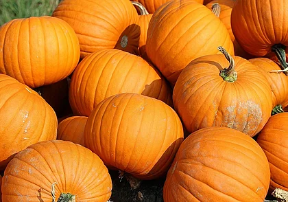 Как сохранить тыкву до весны? Рассказываем