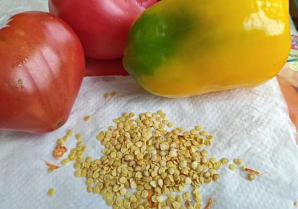 Можно ли собирать семена с гибридов