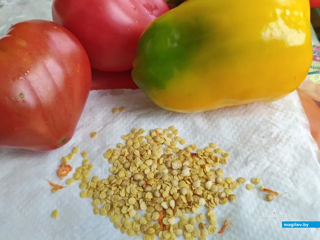 Семена перца. Фото Галины Покровской.