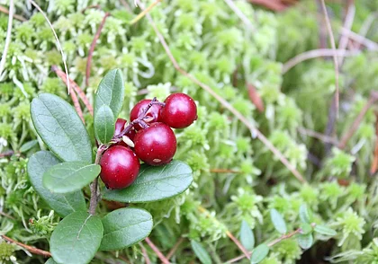 Собирать клюкву с 8 сентября можно в Могилевской области. Где запрещено заготавливать ягоду?