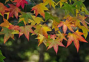 Дождя не обещают и до 24 градусов тепла: какой будет погода в Могилеве в четверг, 11 сентября
