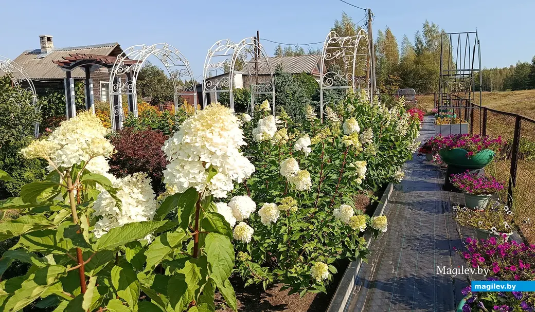 Сентябрь 2025 г. В саду глусчанки Аллы Глаз.