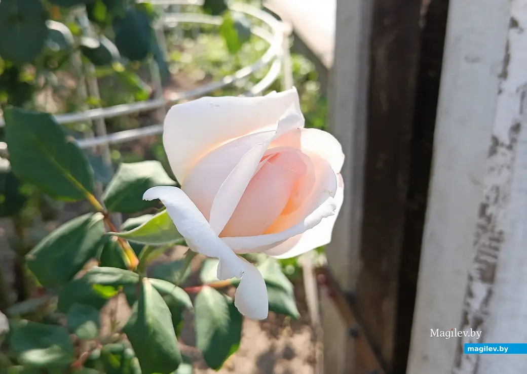 Сентябрь 2025 г. В саду глусчанки Аллы Глаз.