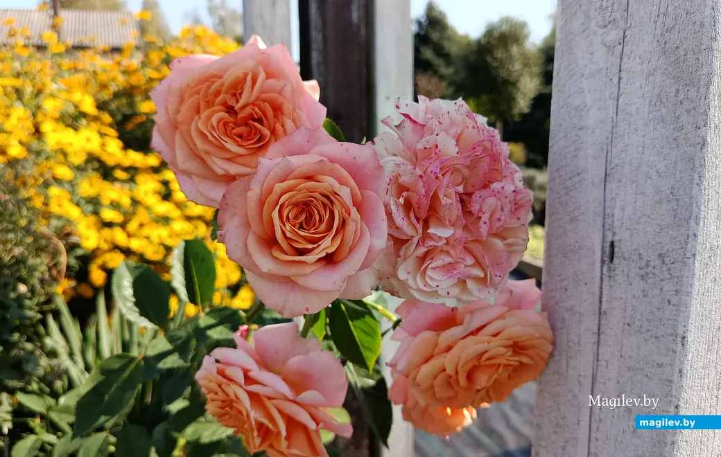 Сентябрь 2025 г. В саду глусчанки Аллы Глаз.