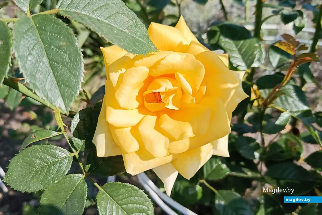 Сентябрь 2025 г. В саду глусчанки Аллы Глаз.