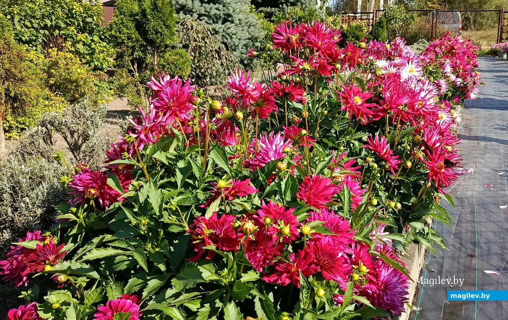 Сентябрь 2025 г. В саду глусчанки Аллы Глаз.