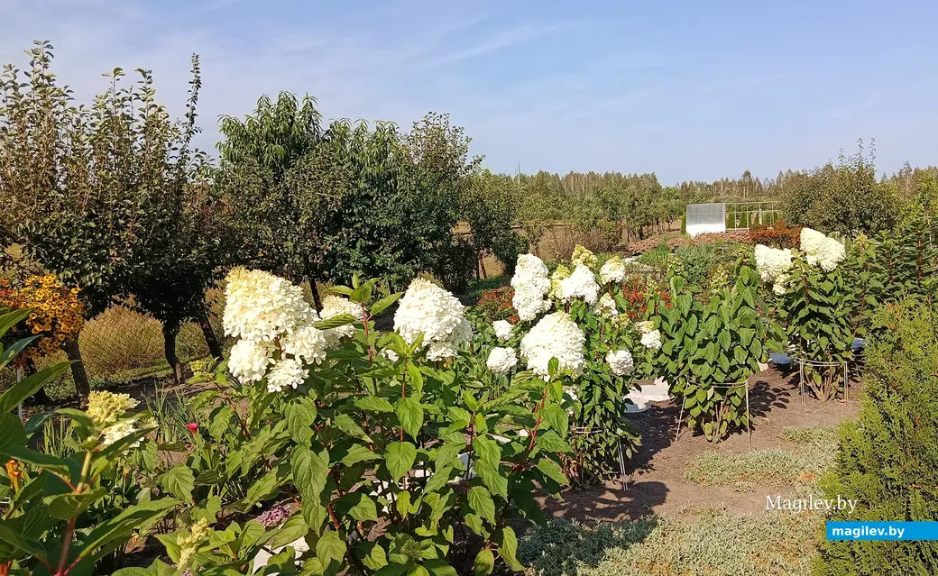 Сентябрь 2025 г. В саду глусчанки Аллы Глаз.