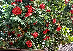 Волшебные таинственные манипуляции старого могилевского битломана