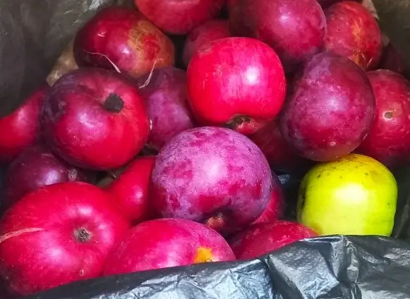 Сентябрь 2025 года, Могилев. Рябина превратилась...