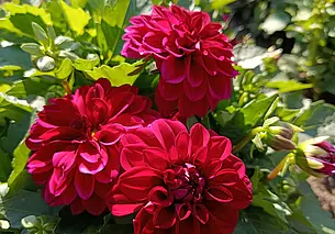 Яркие краски осени в саду глусчанки Аллы Глаз. Фоторепортаж