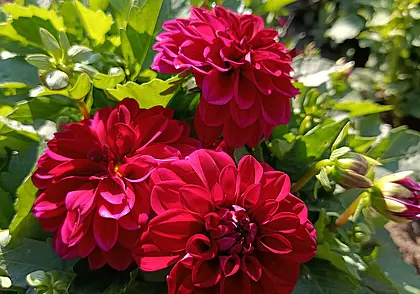 Яркие краски осени в саду глусчанки Аллы Глаз. Фоторепортаж