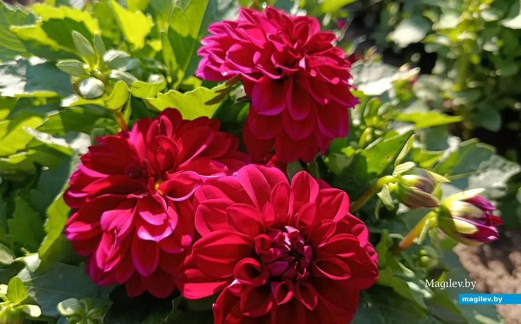 Сентябрь 2025 г. В саду глусчанки Аллы Глаз.