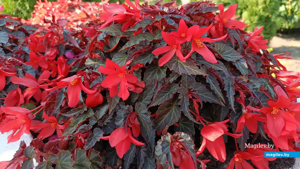 Сентябрь 2025 г. В саду глусчанки Аллы Глаз.