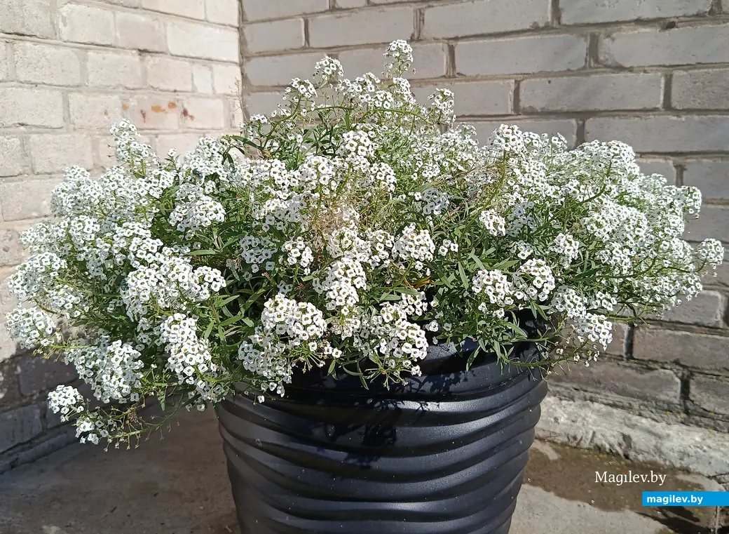 Сентябрь 2025 г. В саду глусчанки Аллы Глаз.