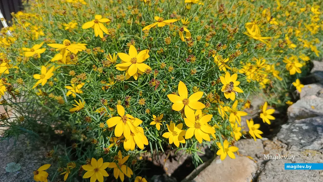 Сентябрь 2025 г. В саду глусчанки Аллы Глаз.