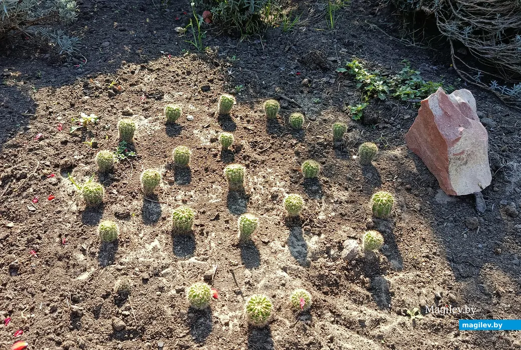 Сентябрь 2025 г. В саду глусчанки Аллы Глаз.