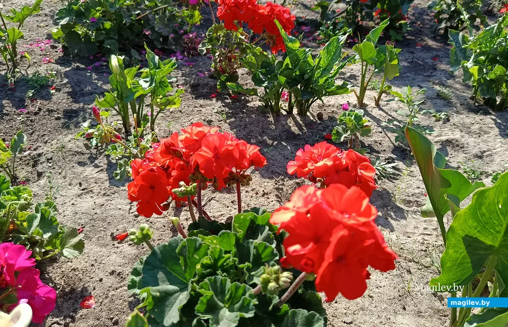 Сентябрь 2025 г. В саду глусчанки Аллы Глаз.