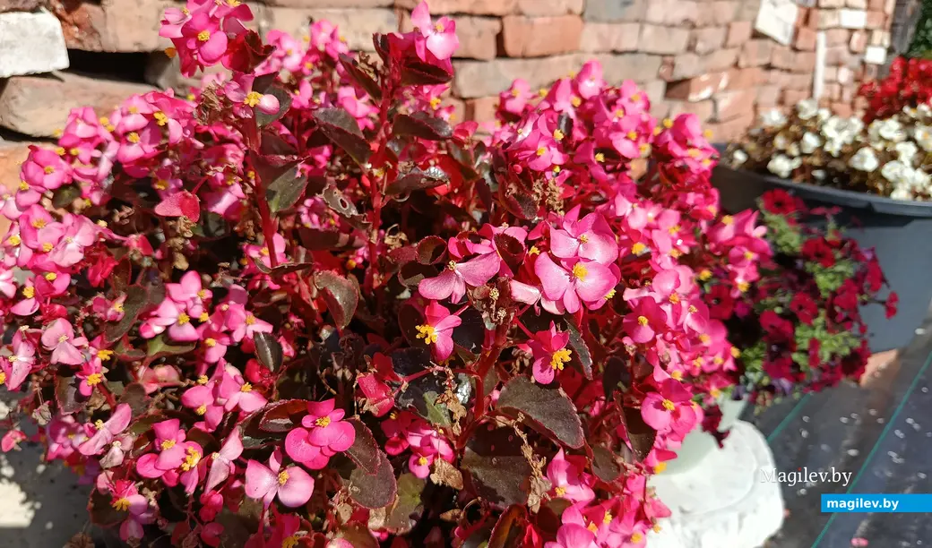 Сентябрь 2025 г. В саду глусчанки Аллы Глаз.