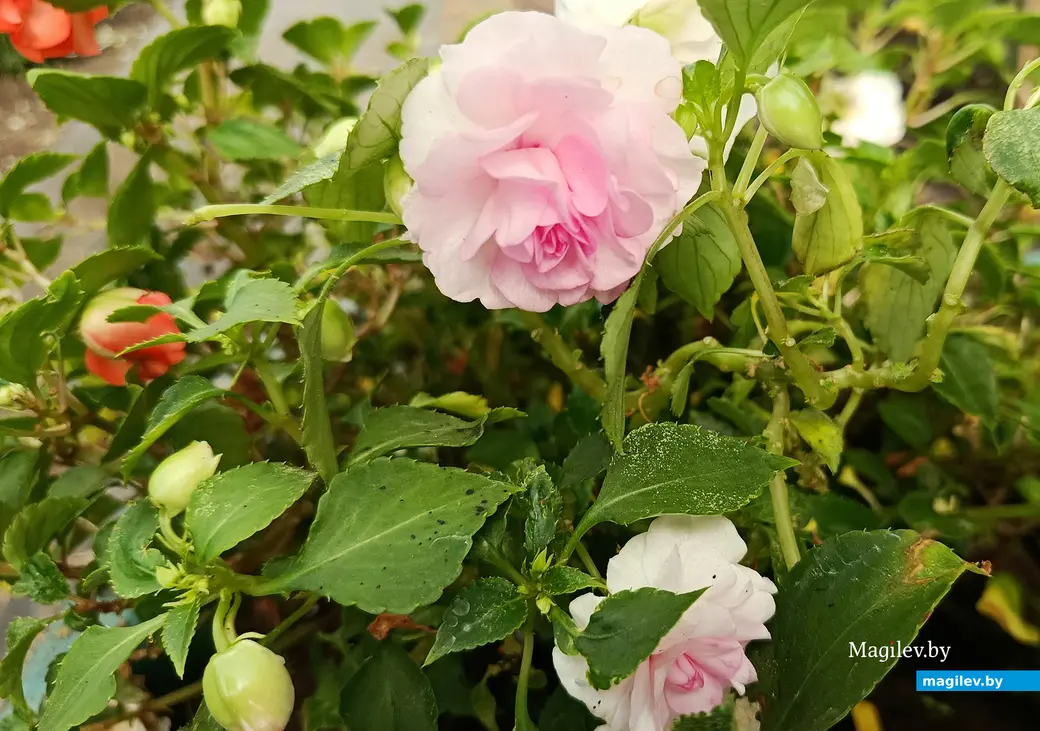 Сентябрь 2025 г. В саду глусчанки Аллы Глаз.