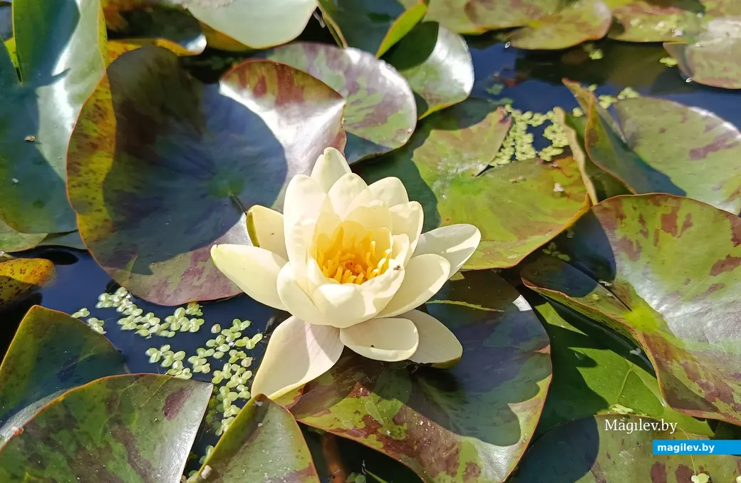 Сентябрь 2025 г. В саду глусчанки Аллы Глаз.