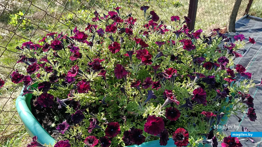 Сентябрь 2025 г. В саду глусчанки Аллы Глаз.