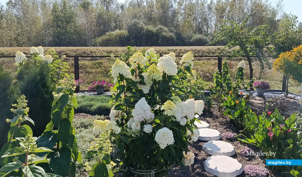 Сентябрь 2025 г. В саду глусчанки Аллы Глаз.