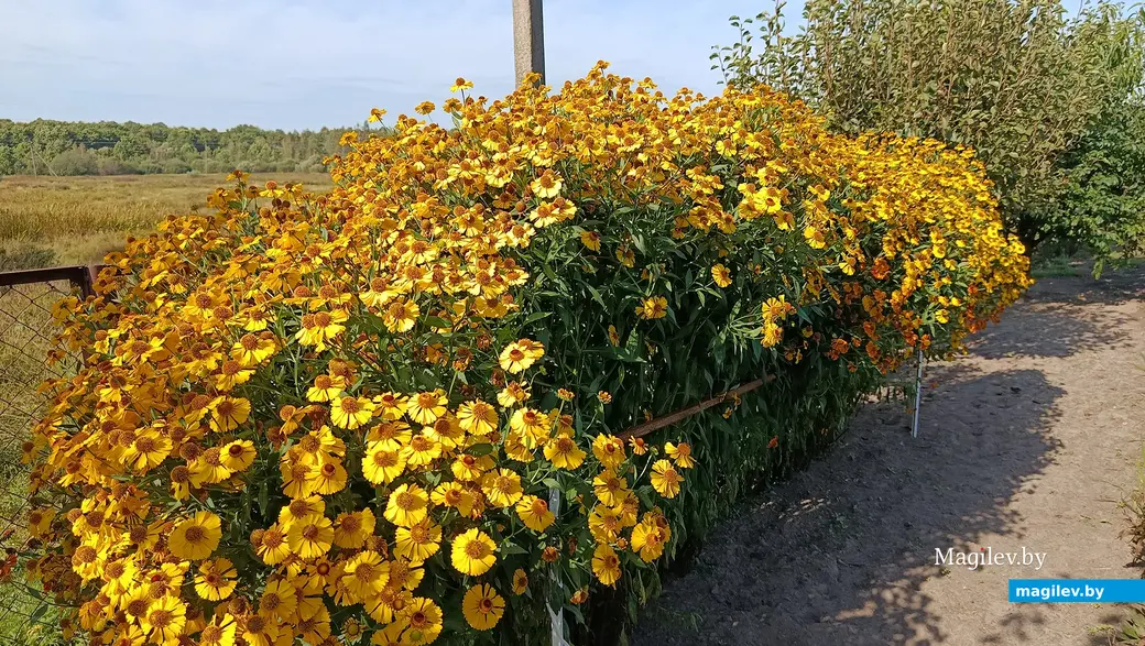 Сентябрь 2025 г. В саду глусчанки Аллы Глаз.