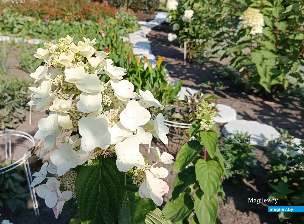 Сентябрь 2025 г. В саду глусчанки Аллы Глаз.