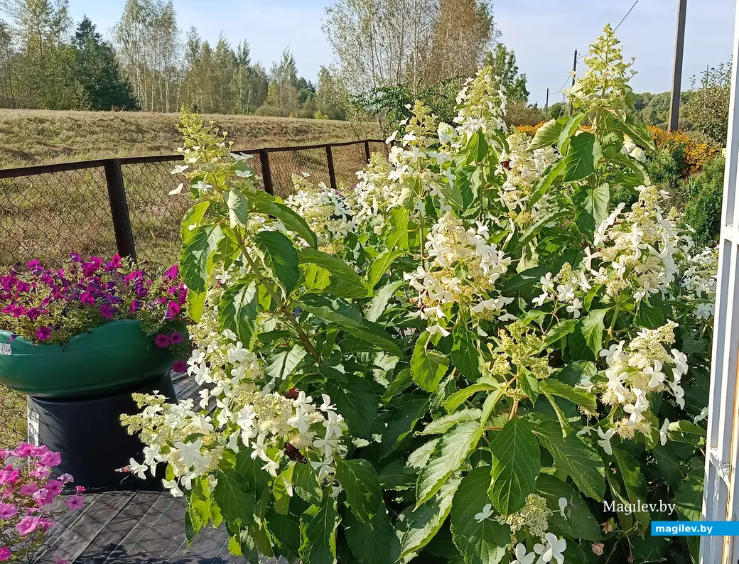 Сентябрь 2025 г. В саду глусчанки Аллы Глаз.