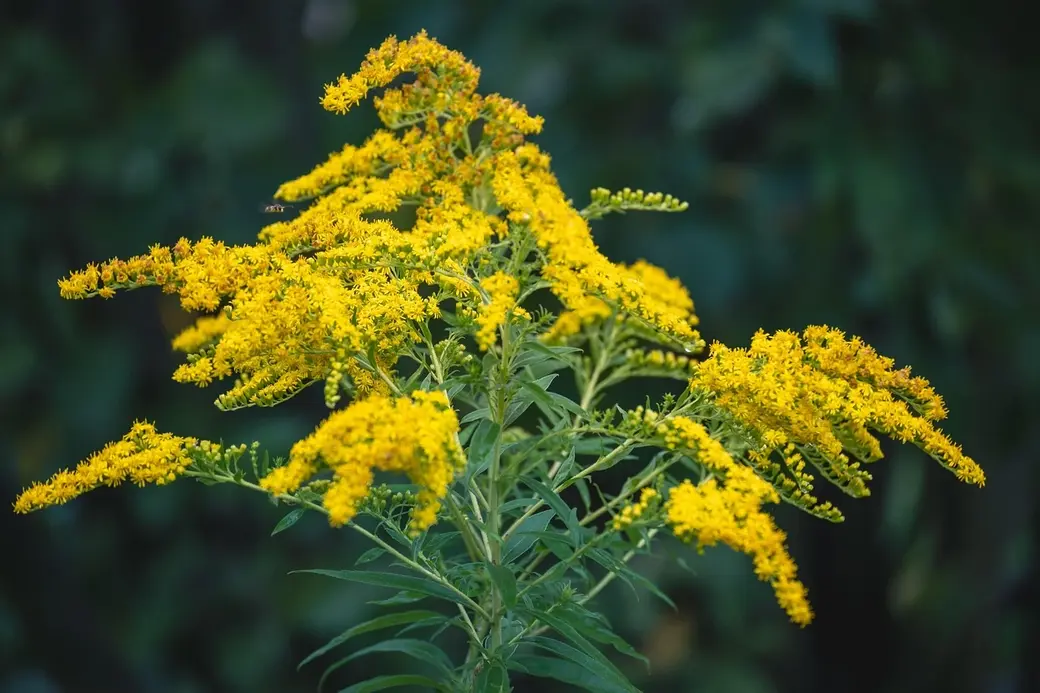 Золотарник. Фото pixabay.com.