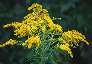 Скрытая угроза для дачного участка: чем опасен золотарник?